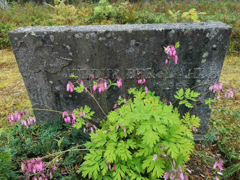 Hautatunnus: VLM 10    10:1