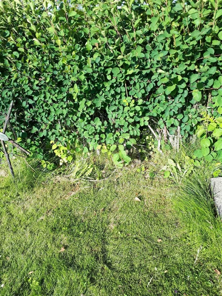 Grave number: GK A 5   121V