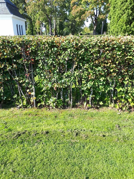 Hautatunnus: NK F G   231