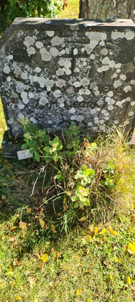 Grave number: M B   96