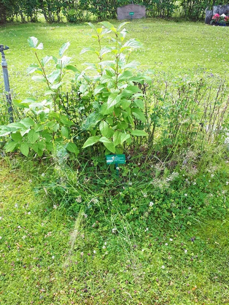 Hautatunnus: GK F 5   425