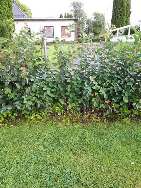 Hautatunnus: NK F C    15-16