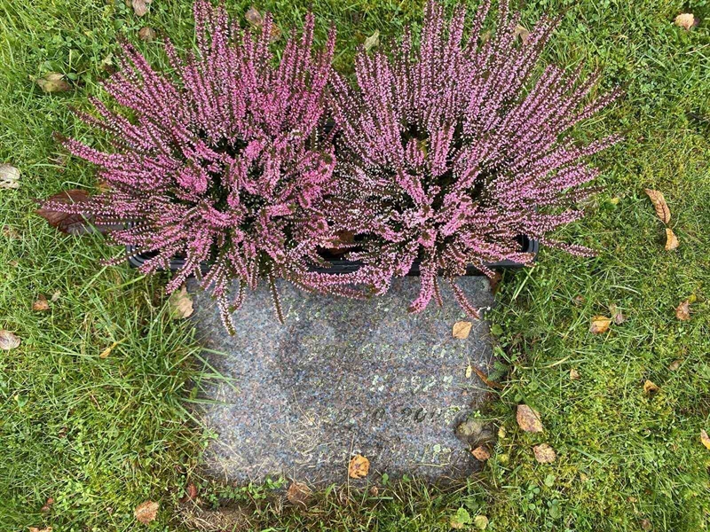 Grave number: 1 24    225