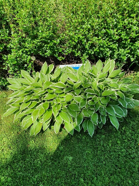 Hautatunnus: RS A 0084