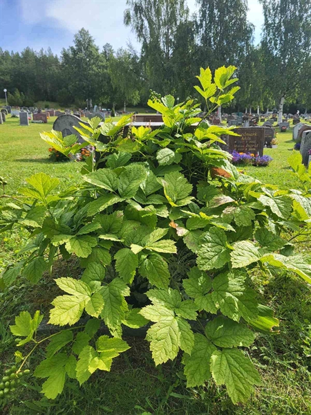 Grave number: 001 4  3443