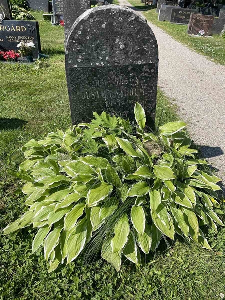 Hautatunnus: N 5 2   156