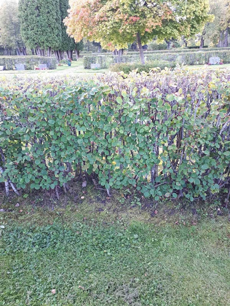 Hautatunnus: NK F B   166