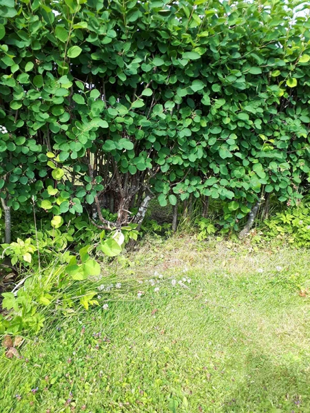 Hautatunnus: GK A 5   188H