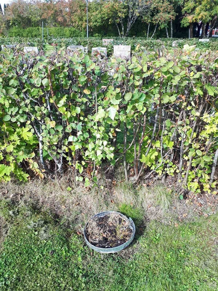 Hautatunnus: NK F B   155