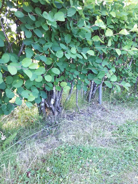 Hautatunnus: GK A 5   163H