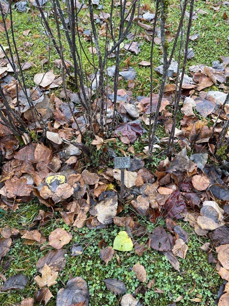 Gravnummer: GK A 3   467