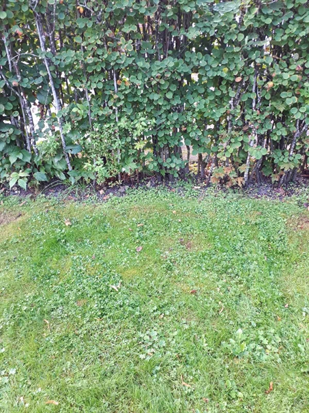 Hautatunnus: NK F G    50