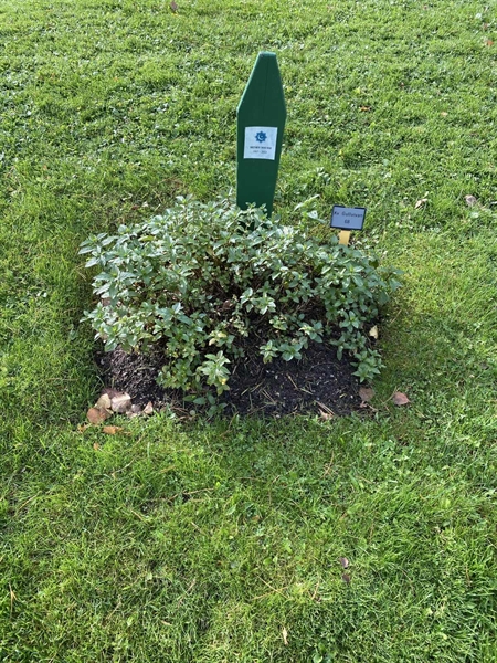 Hautatunnus: 2 G    68