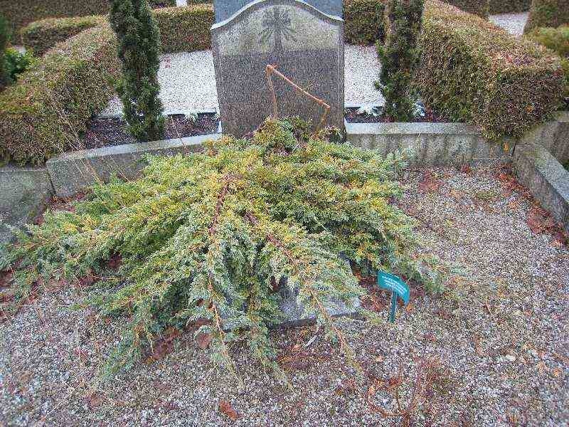 Grave number: NK VIII    78