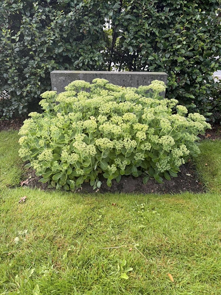 Hautatunnus: 1 T    14