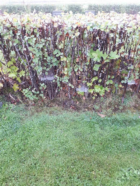 Gravnummer: NK F B   139