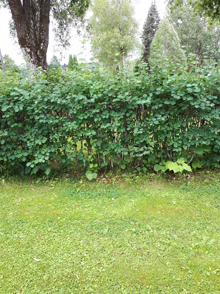 Gravnummer: GK F 5   605