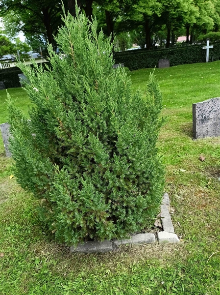 Gravnummer: 1 Ö 36   152V