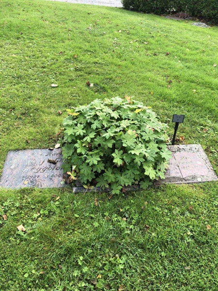 Hautatunnus: 3 N    65