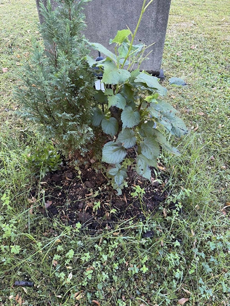 Hautatunnus: 1 B     4