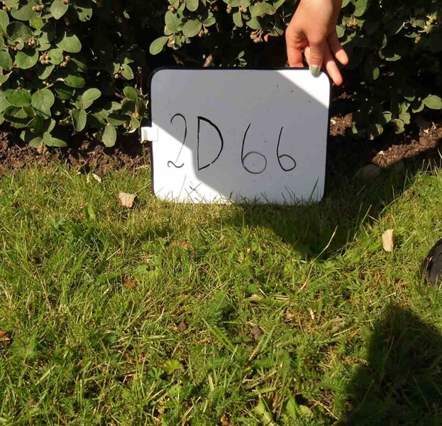 Gravnummer: 2 D    66