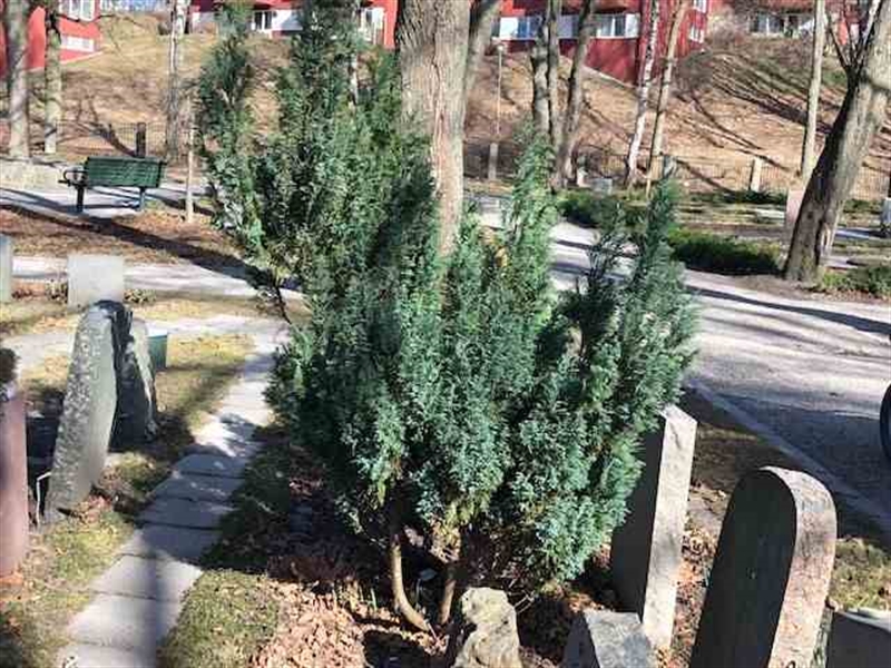 Grave number: 1 I   246