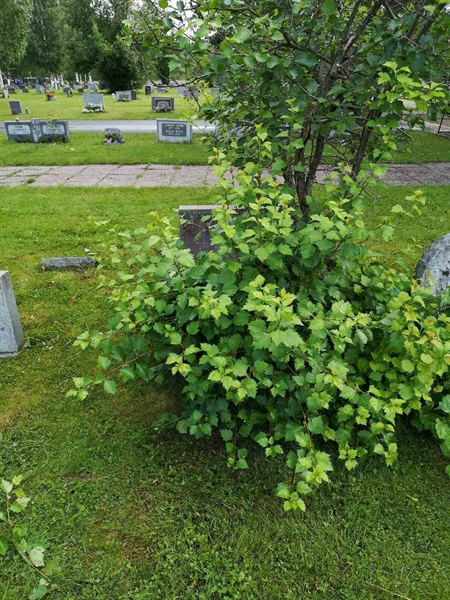 Hautatunnus: NK 13    27