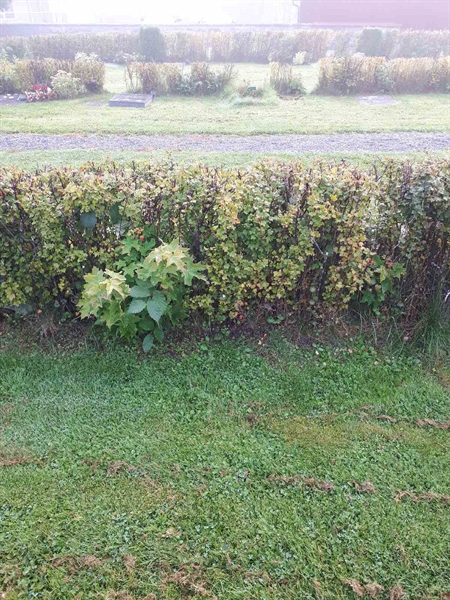 Gravnummer: NK F G   265