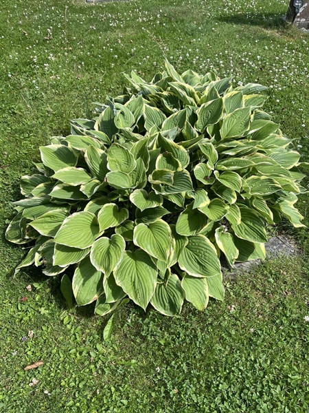 Hautatunnus: 33 1   156-159