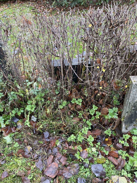 Gravnummer: GK A 3   449