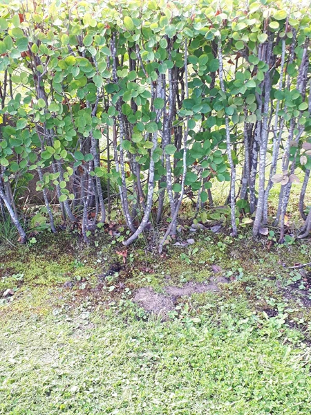 Gravnummer: NK F A   118