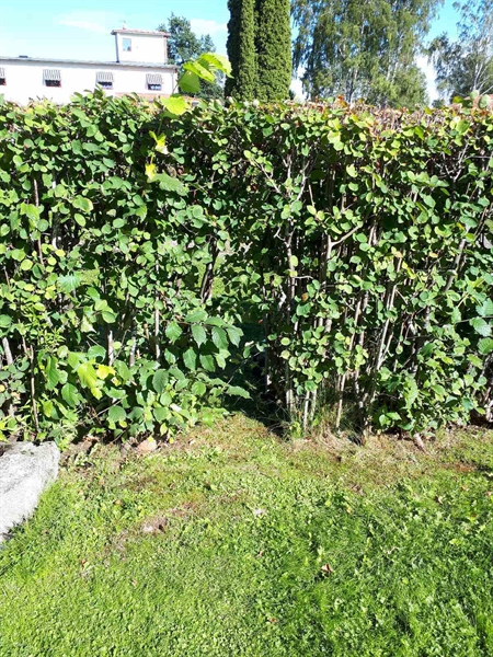 Gravnummer: NK F G    30