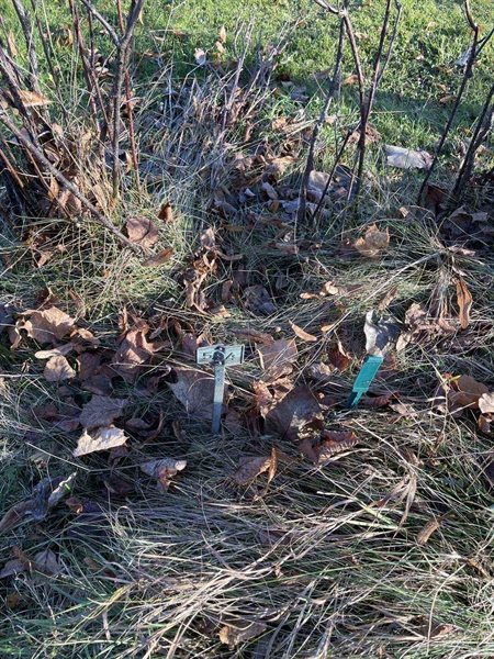 Gravnummer: GK A 3   594