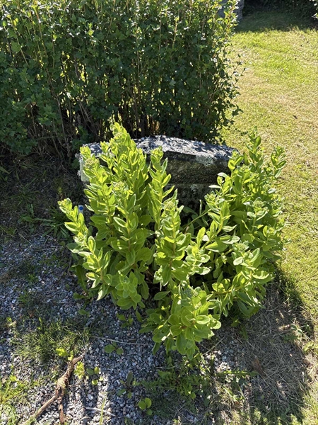 Grave number: 4 G GJ    33