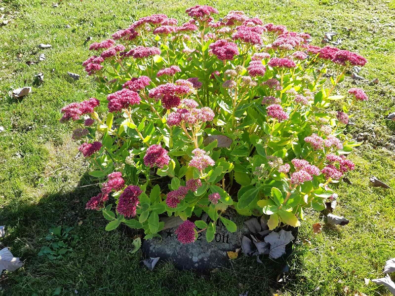 Gravnummer: Fr 7   614a