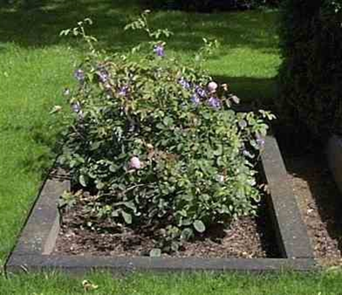 Grave number: RK C    24