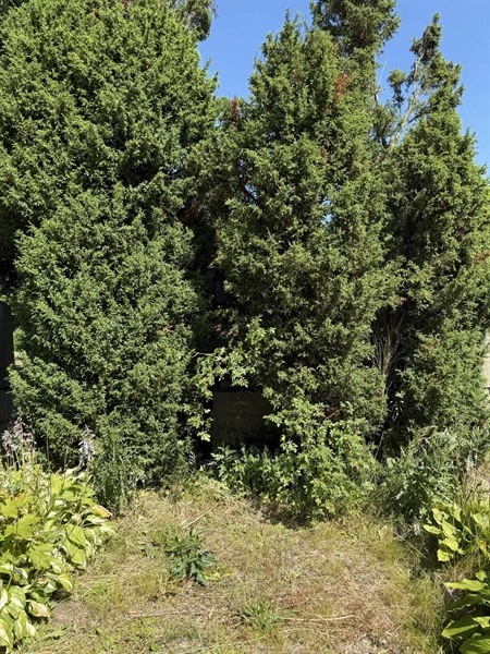 Grave number: TR 4 1   133