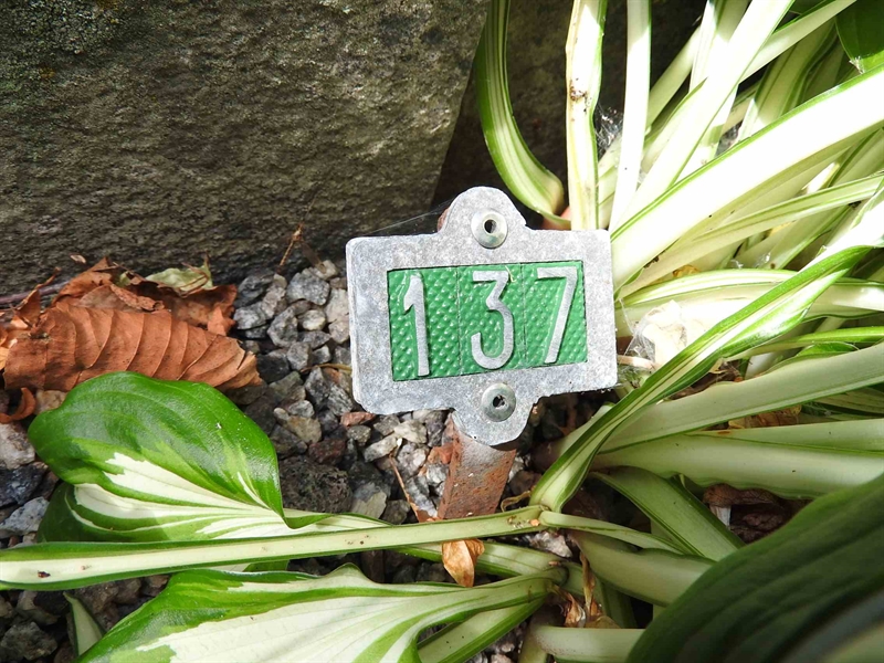 Hautatunnus: BRO 1   137