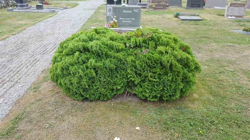 Grave number: N 001  0141, 0142, 0143