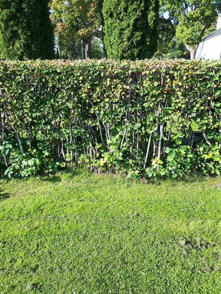 Hautatunnus: NK F G   227