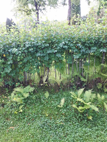 Gravnummer: GK F 4   384