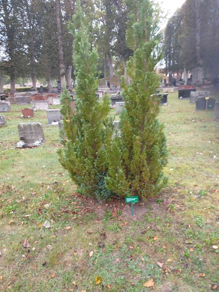 Grave number: VK D   190