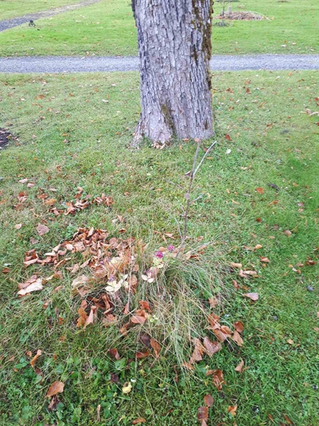 Hautatunnus: GK U 1    10