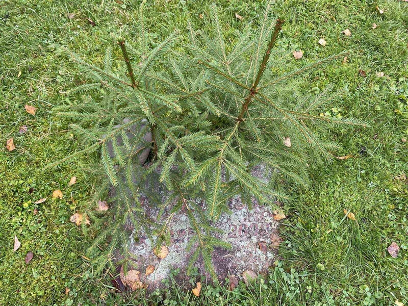 Grave number: 1 24    223