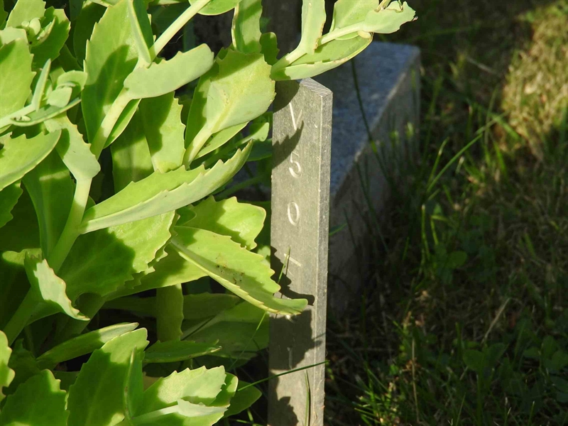 Gravnummer: BK V    50-51