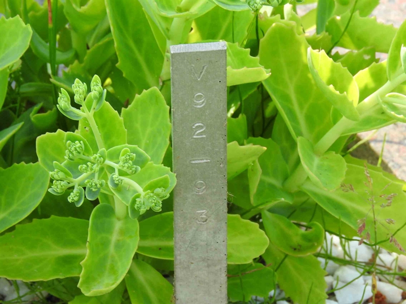 Gravnummer: BK V    92-93