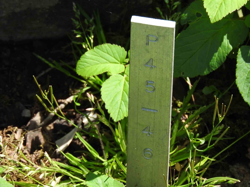 Gravnummer: BK P    45-46