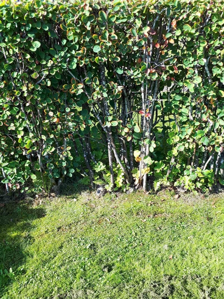 Grave number: NK F G   232