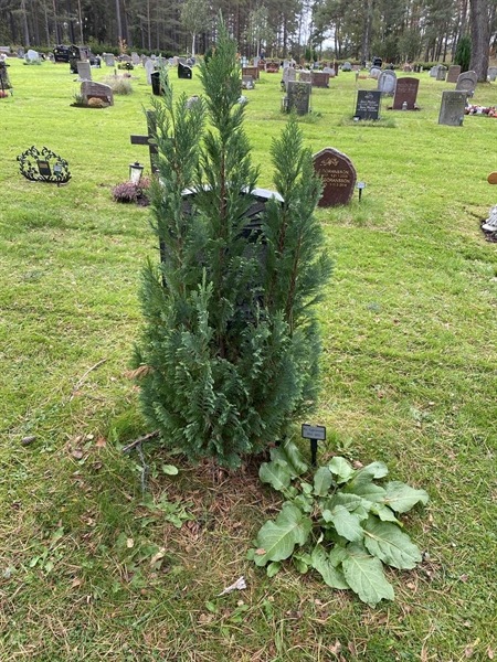 Hautatunnus: 2 C   854-855