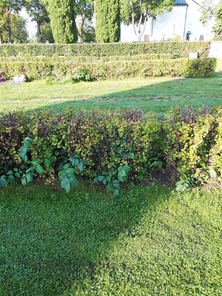 Hautatunnus: NK F G   217